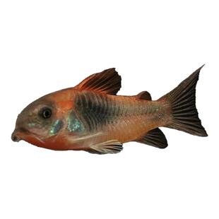 委内瑞拉青鼠鱼小型老鼠鱼热带观赏鱼淡水委青鼠黑鼠蓝鼠尼青鼠活