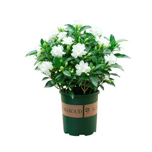 丁香花盆栽带花苞室内阳台室外庭院开花植物浓香四季花卉绿植花苗