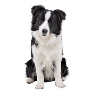 边牧鉴定师咨询狗鉴定犬品相品种金边鉴定估价边牧挑选边牧犬鉴定