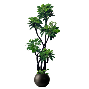 造型鸭脚木大型客厅大盆栽鸭掌木鹅掌柴室内落地式四季常青绿植物