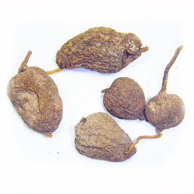 破石珠野生药材九龙胆火清高山