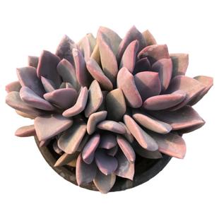 黛比多肉老桩大粗腿紫色多肉多头群生盆栽多肉植物花卉趣味阳台