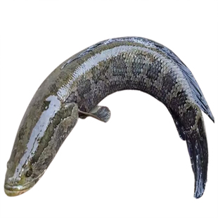 千岛湖纯天然原生态黑鱼鲜活新鲜食用饮用水淡水湖大黑鱼淡水鱼