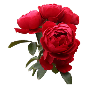 海蒂的花园月季花苗弗洛伦蒂娜藤本花墙拱门爬墙花卉盆栽爬藤植物