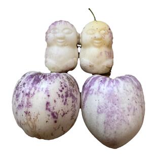 人参果树苗盆栽人生果苗苗人身果苗南北方阳台四季盆栽蔬菜水果苗