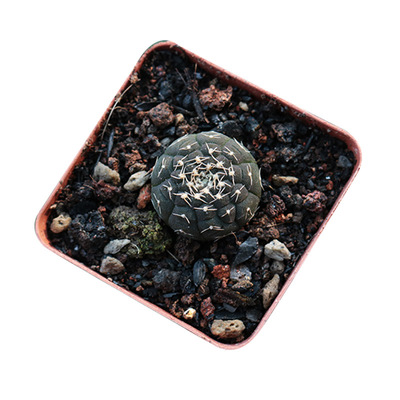 实生开花美观好养活易度夏仙人球