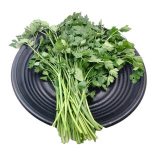 YIKECAI 新鲜意大利芹250g 欧芹香芹法国香菜 巴西里香料西餐食材