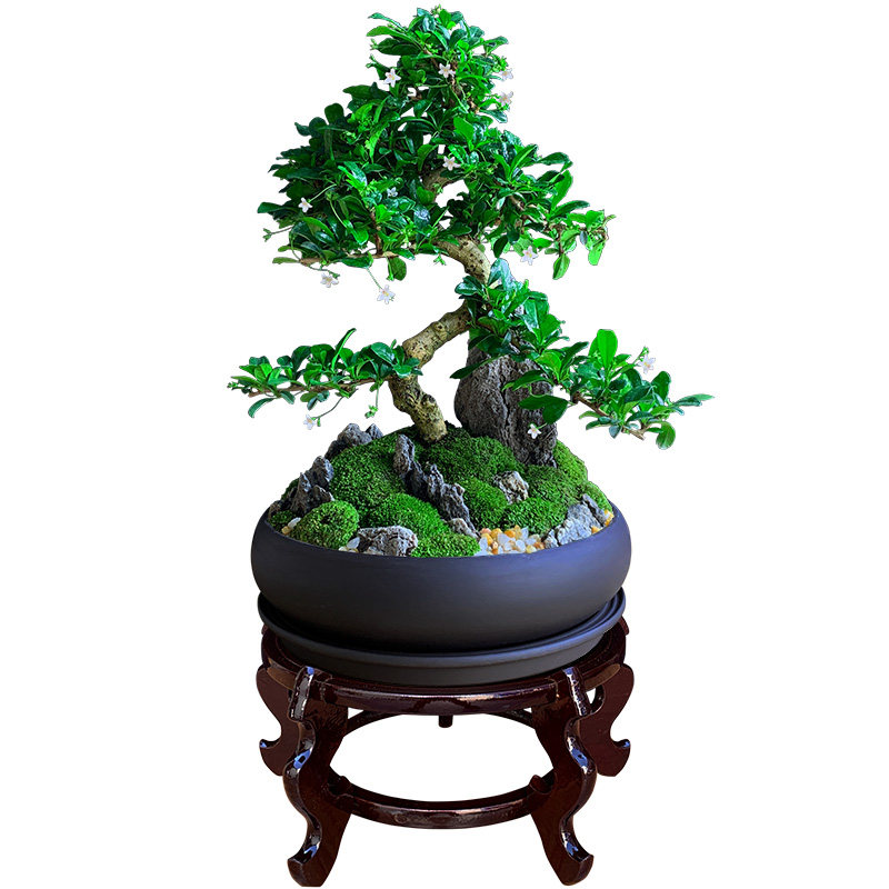 福建茶盆景阳台茶桌造型树桩植物室内客厅大绿植盆栽四季常青开花