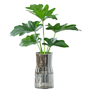 春羽蔓绿绒水培植物室内好养活绿植盆栽办公桌面懒人水养净化空气