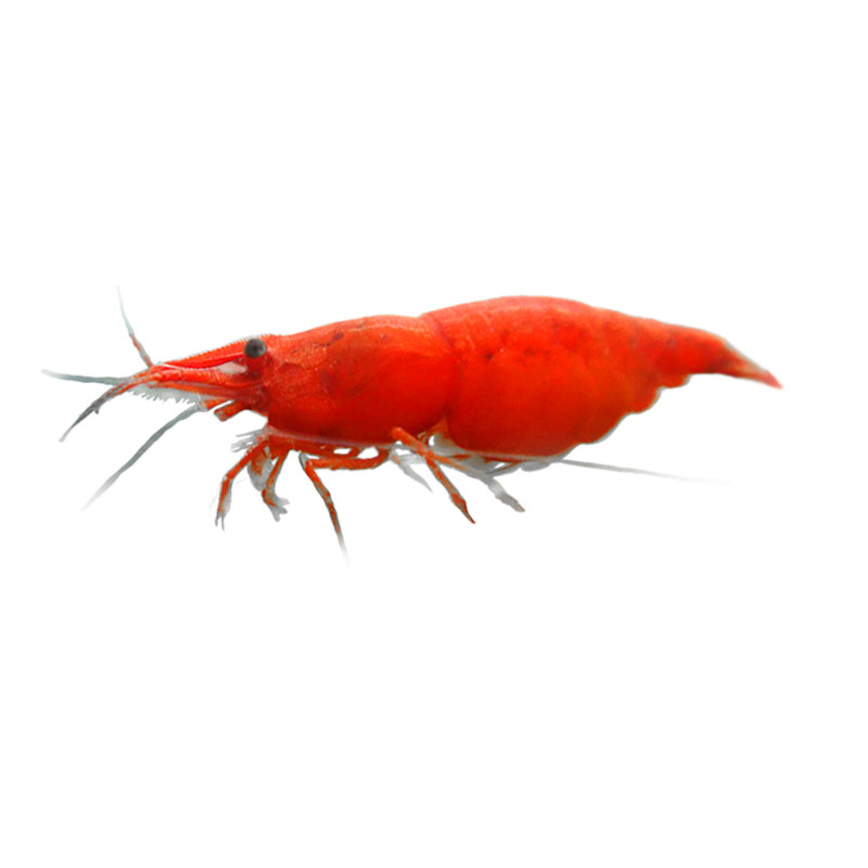 烤漆虾鲜活观赏虾除藻虾淡水宠物虾