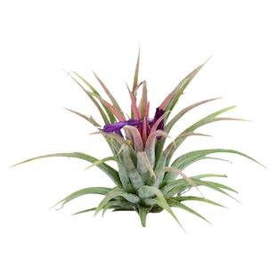 空气凤梨/松萝/丝苇铁兰植物老人须绿植盆栽办公室内易养新奇植物