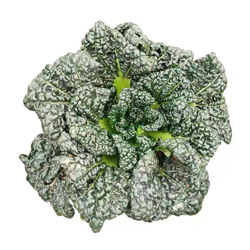 泡泡青菜籽耐寒越冬寒明星黑心乌菜黑菜乌塌菜种子秋冬季蔬菜种孑