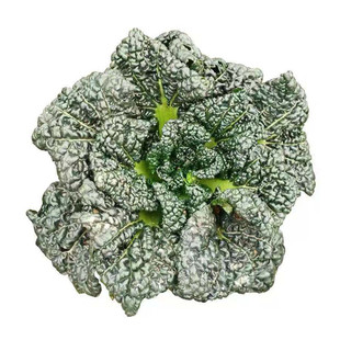 泡泡青菜籽耐寒越冬寒明星黑心乌菜黑菜乌塌菜种子秋冬季蔬菜种孑