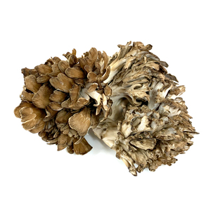 新鲜灰树花150g*6盒 舞茸 新鲜真菌食用菌煲汤食材 舞茸菌 舞茸茶