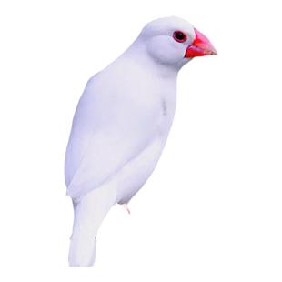 白珍珠鸟活体白文鸟灰文鸟灰珍珠送粮观赏宠物鸟活物手养珍珠一对