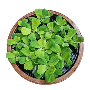 鱼缸造景水培绿植浮萍水草植物漂浮躲避增氧净化水质海缸螃蟹大型
