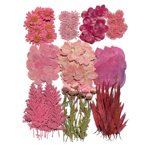 大花材包 押花材料包 植物标本研学活动材料 180朵+花材包