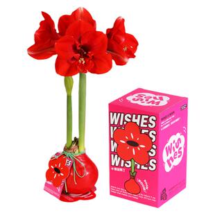 神奇植物蜡封朱顶红蜡球注定红懒人室内桌面植物年宵花新年礼物