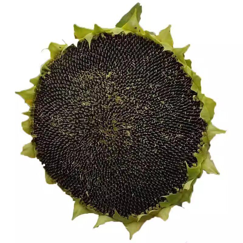 食用向日葵种子一举夺魁金榜题名四季播种易活阳台观赏葵花籽种籽