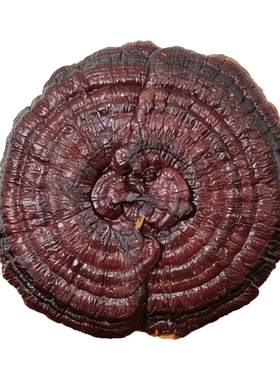 30-39厘米天然灵芝中式摆件