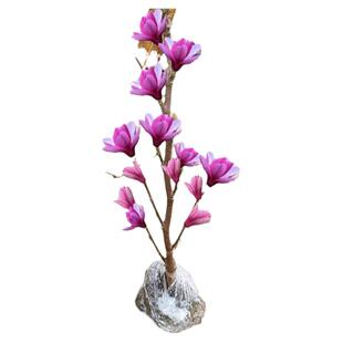 玉兰花树苗盆栽矮化紫红玉兰带花苞四季庭院开花卉南北方耐寒植物