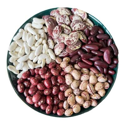 五种芸豆组合杂粮都雀蛋豆金丝豆