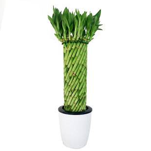 圆筒型富贵竹带根艺术造型编织盆栽水养植物招财转运创意花卉客