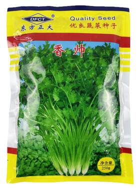 香菜种子四季易种蔬菜