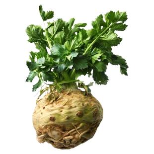 根芹苗芹菜苗根四季小香芹水芹菜西芹盆栽蔬菜苗春大疙瘩老桩种球