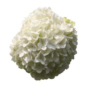 海蒂的花园中华木绣球斗球灌木花卉庭院大型造景木本植物盆栽树苗