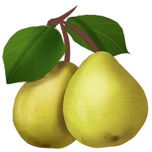 正宗四川雪梨树果苗翠冠梨子树苗黄金梨树苗南方种植苗水果树大全