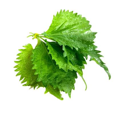 新鲜苏子叶日式烤肉包饭蔬材