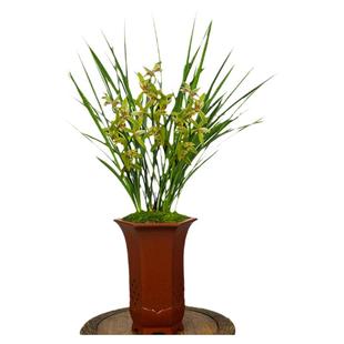 翁源兰花德芳兰业四季建兰金边金针客厅阳台浓香花卉绿植园艺盆栽