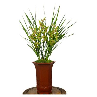 德芳兰业金边兰花苗四季花卉盆栽