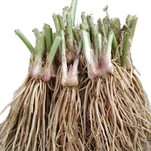 现挖新韭菜根四季蔬菜苗红紫根细叶韭菜盆栽阳台韭庭院种菜包邮