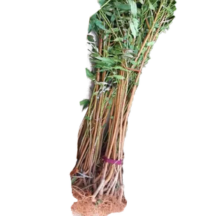 桃树实生苗毛桃苗嫁接树苗新鲜砧木适合四季种植果树活苗正宗果苗