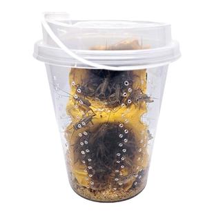 杯装白蟋蟀黑蟋蟀针头蟋蟀活体蛐蛐油葫芦龙鱼角蛙守宫蜥蜴鸟食