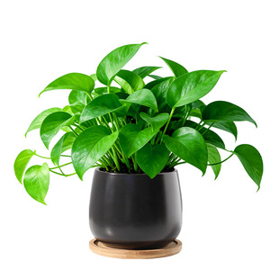 绿萝盆栽室内客厅桌面吸醛净化空气植物盆景新家搬迁绿植四季好养