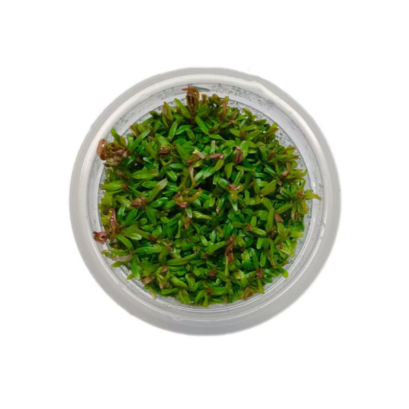 无菌杯水草大合集草缸造景鱼缸造景前景草坪矮珍珠高珍珠牛毛宫廷