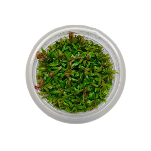 无菌杯水草大合集草缸造景鱼缸造景前景草坪矮珍珠高珍珠牛毛宫廷