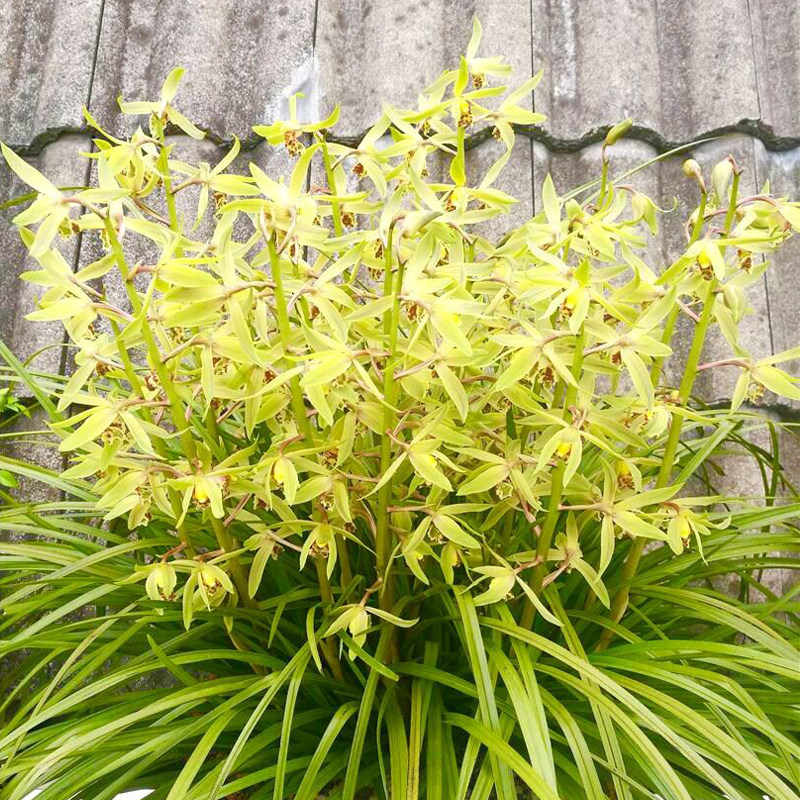 湖北浓香型蕙兰品种纯正好养易开花适合新手室内盆栽绿植花卉包邮