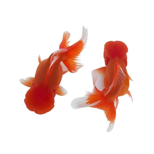 红狮金鱼国师鱼冷水鱼金鱼活鱼淡水锦鲤活体好养耐活不加温观赏鱼