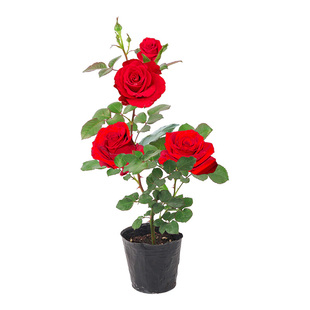 玫瑰花苗老桩绿植物盆栽月季老根阳台特大花卉四季红玫瑰开花庭院