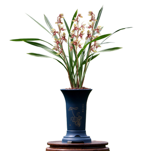 翁源兰花喜花里四季建兰玉如娇七彩丹霞带花浓香好养室内绿植花卉