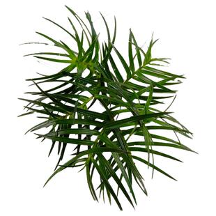 新鲜自然杉树叶杉叶绿景装饰道具现摘杉树寄生鲜真叶子装饰树枝根