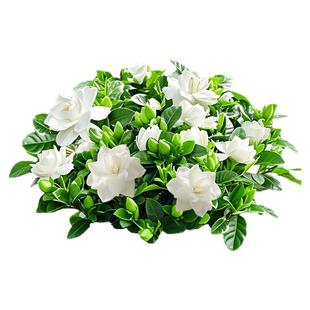 栀子花盆栽四季树苗开花卉带花苞浓香型大叶独杆枝枝花水培绿植物