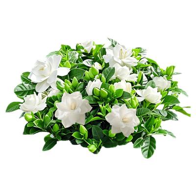栀子花盆栽四季树苗开花卉带花苞浓香型大叶独杆枝枝花水培绿植物