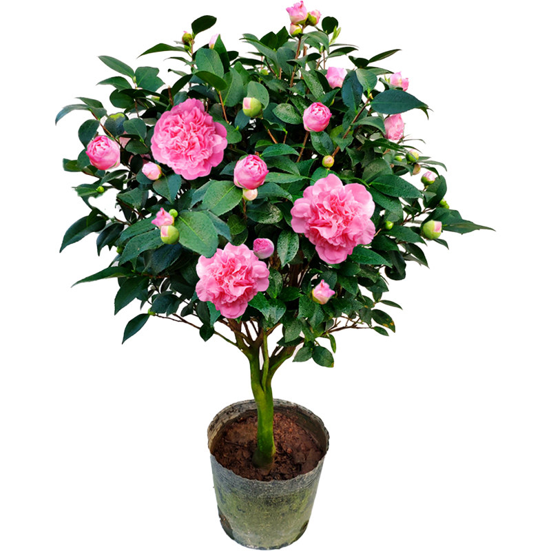 茶花盆栽四季香妃花卉盆栽易活庭院山茶花树苗带花苞花苗好养耐寒