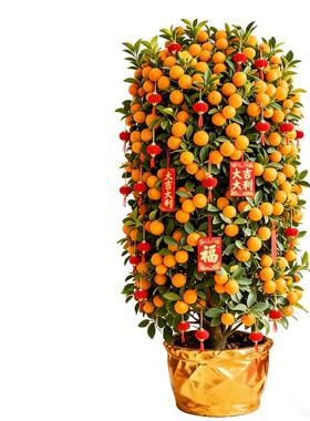 室内年桔新年装饰年桔树客厅办公室大型植物落地摆件金桔树好养活
