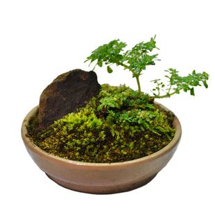 微景观雨林缸造景植物 小叶冷水花掌小叶薜荔蜜囊厄瓜多尔紫茄